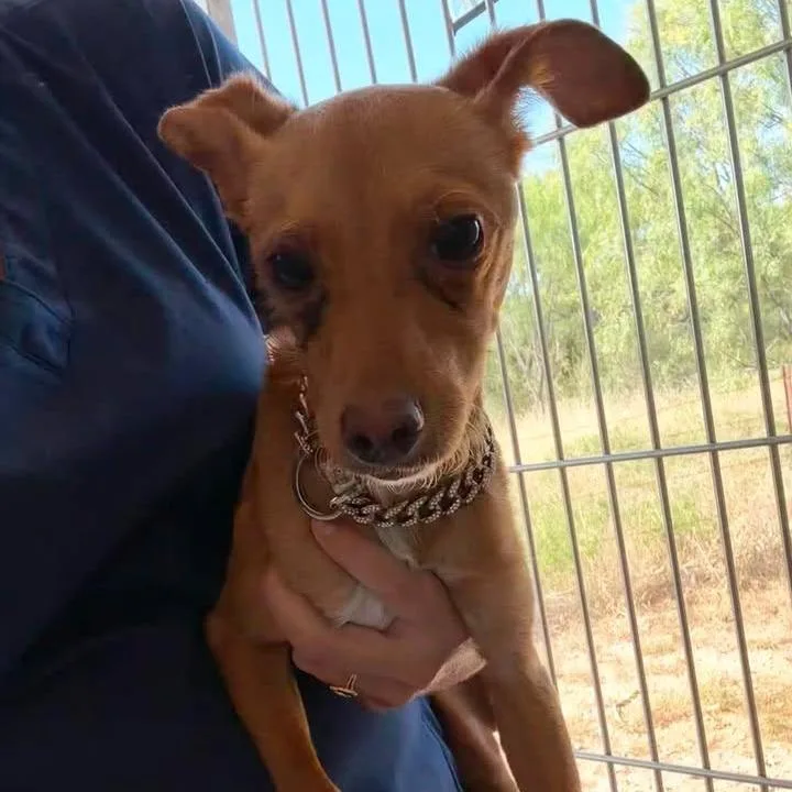 Chico