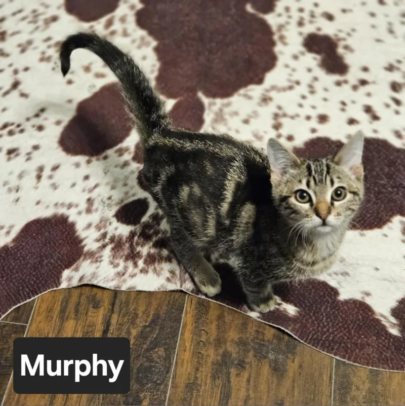 An adult small-sized male Brown / Chocolate Domestic Short Hair cat named Murphy for adoption in Nashville, TN