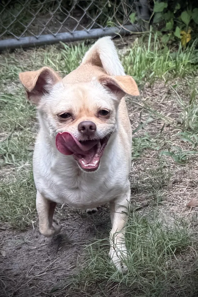 An adult small-sized male Chihuahua dog named Archie for adoption in Plant City, FL