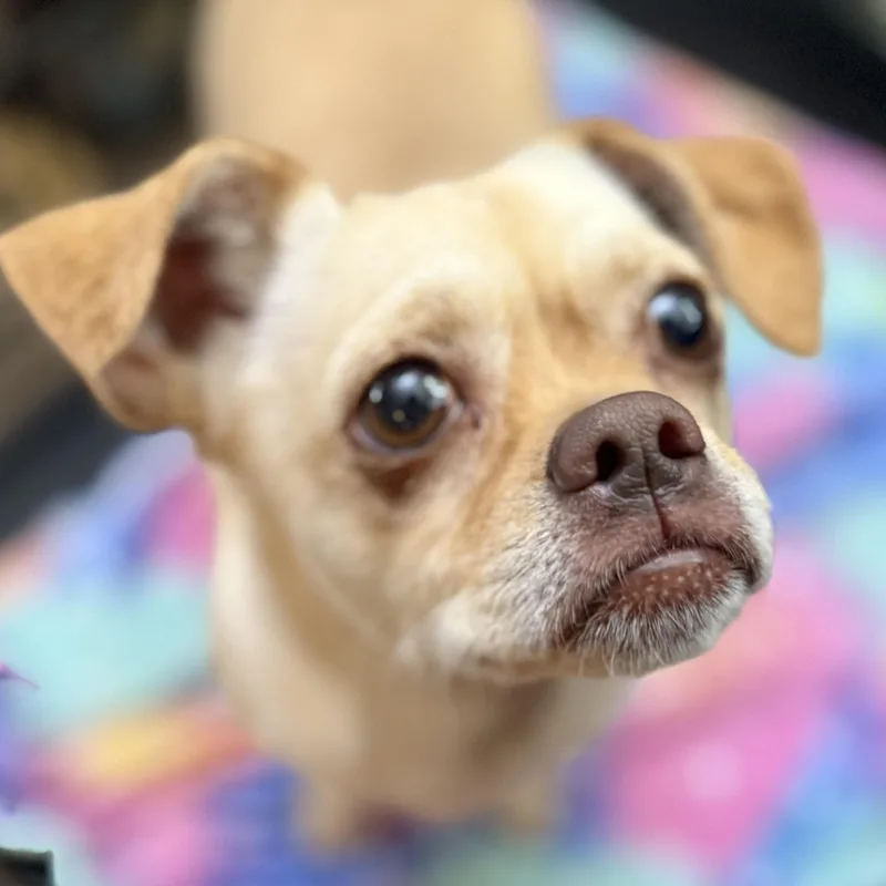 Archie thumbnail 2