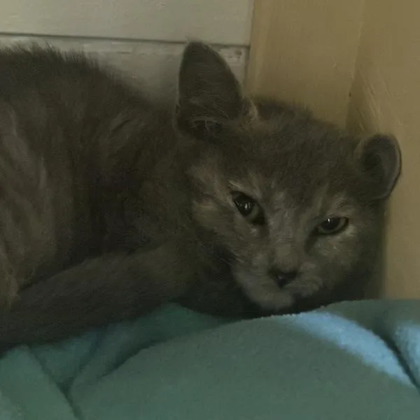 A baby small-sized female Domestic Short Hair cat named Orchid for adoption in Walnut Creek, CA