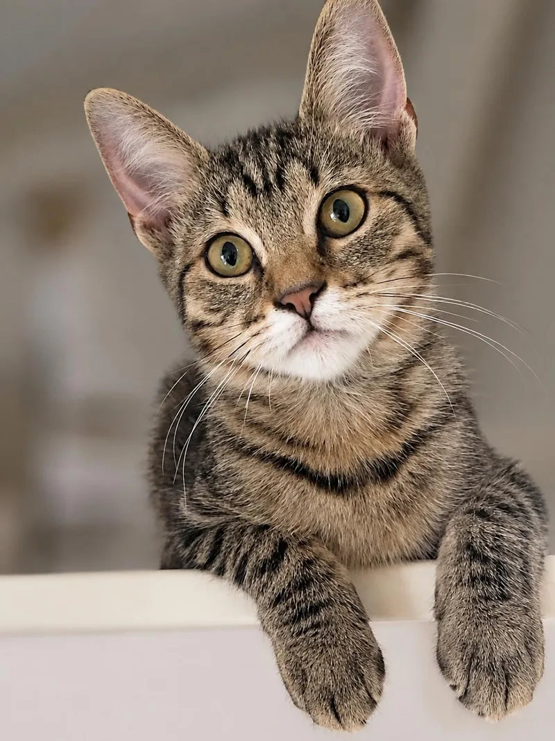 A young medium-sized male Tabby (Buff / Tan / Fawn) Domestic Short Hair cat named Gustavo for adoption in Scottsdale, AZ
