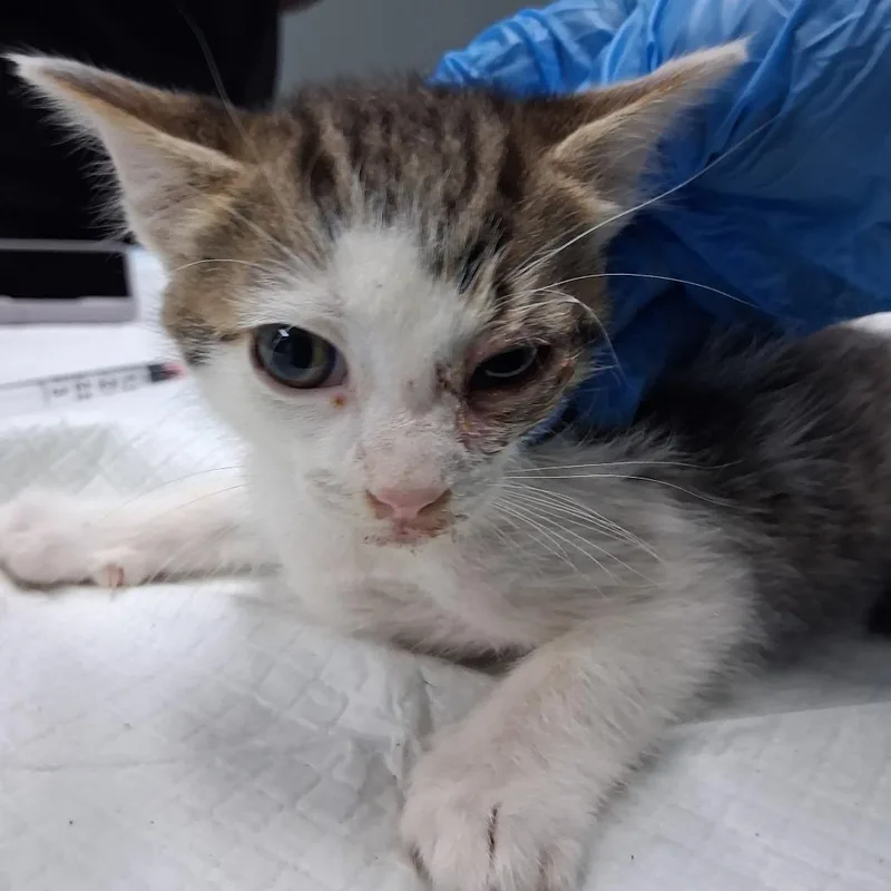 A baby small-sized female Brown / Chocolate Domestic Short Hair cat named Kylie for adoption in Summerville, SC