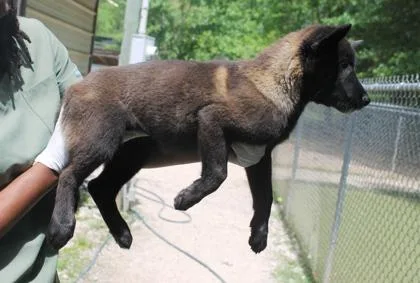 Emberwolf thumbnail 2