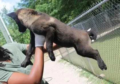 Emberwolf thumbnail 3