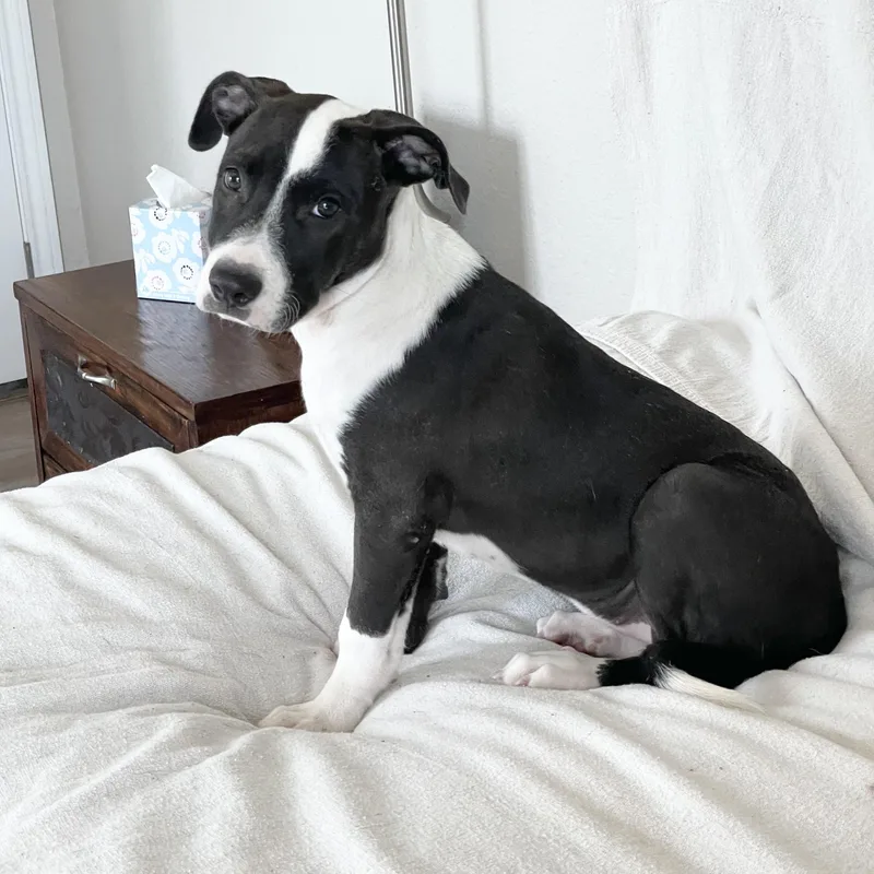 A baby medium-sized female Black Pit Bull Terrier dog named Darling Dixie Lee for adoption in Burlington, NC