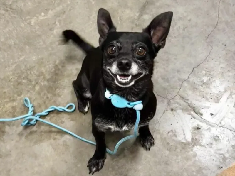 An adult small-sized male Chihuahua dog named Smokey for adoption in Los Angeles, CA