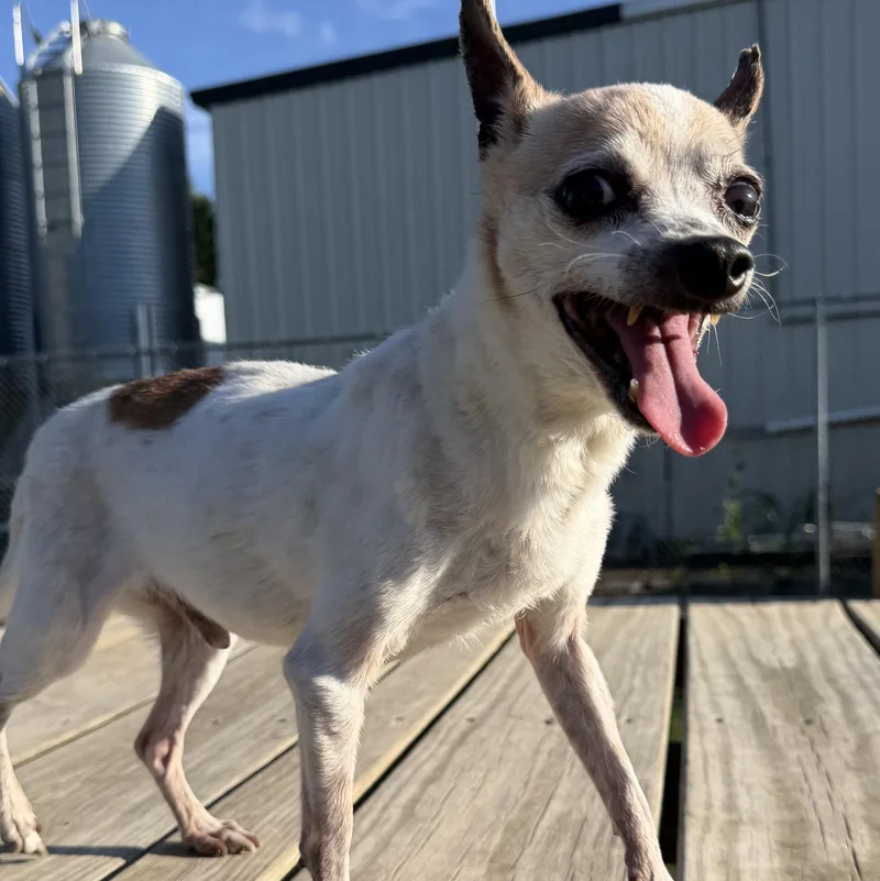 A senior small-sized male Chihuahua dog named Dusty for adoption in Spencer, IA