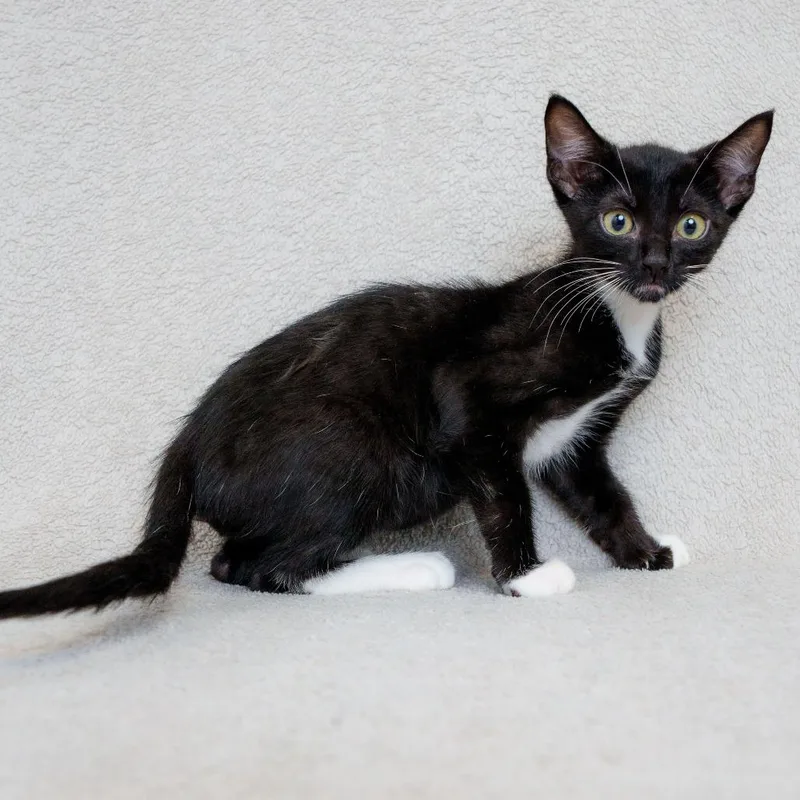 A baby small-sized male Black Domestic Short Hair cat named Orbit for adoption in Sunnyvale, CA