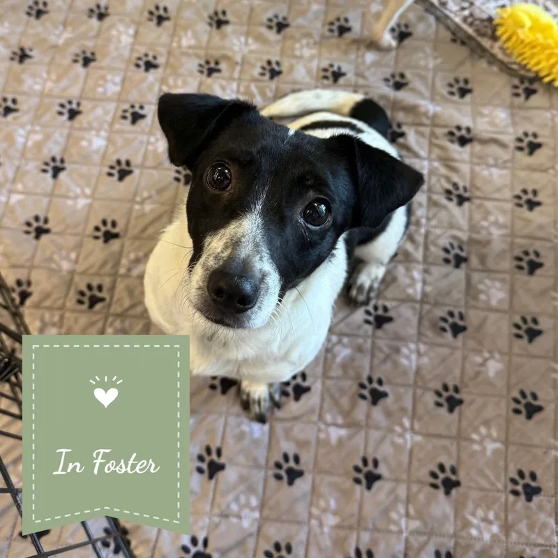 A young small-sized female White / Cream Jack Russell Terrier dog named Athena for adoption in Chico, CA