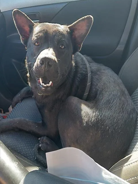 A young large-sized female Shar-Pei dog named Mia for adoption in Tucson, AZ