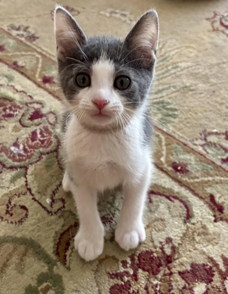 A baby medium-sized male Gray & White Domestic Short Hair cat named Cold Storage for adoption in Trenton, NJ