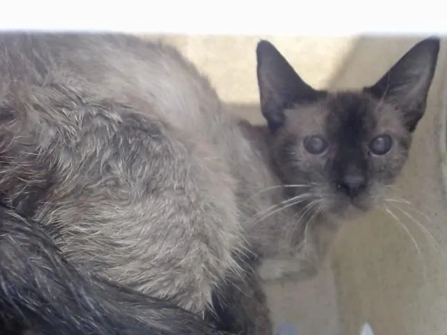 An adult small-sized female Domestic Short Hair cat named A for adoption in Moreno Valley, CA