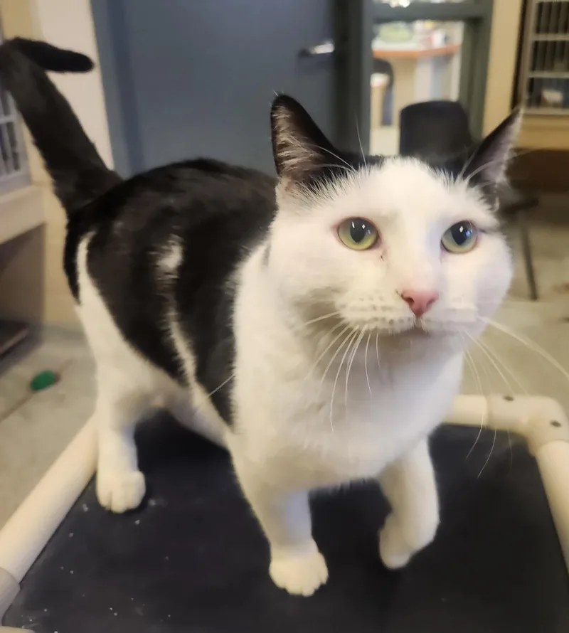 Eightball thumbnail 2