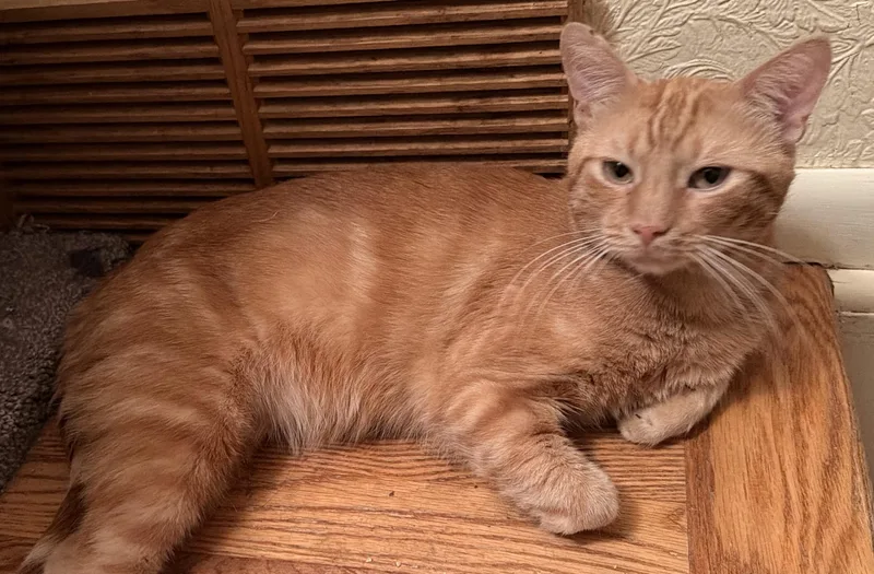 A young medium-sized male Tabby (Orange / Red) Domestic Short Hair cat named Zeus for adoption in Colorado Springs, CO