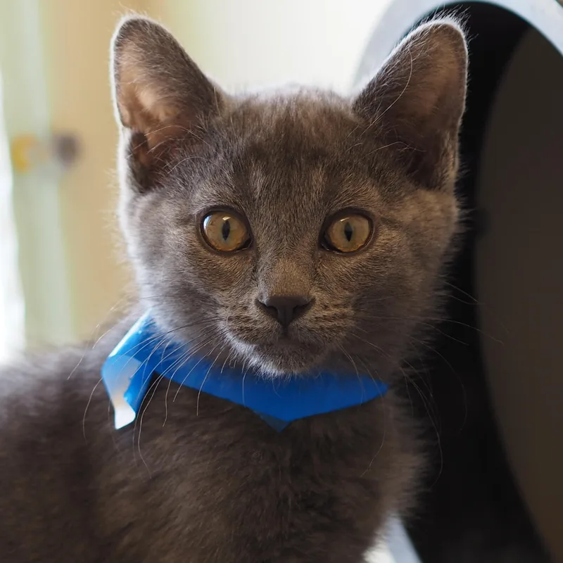 A baby medium-sized female Domestic Short Hair cat named Eli for adoption in Buena Vista, CO