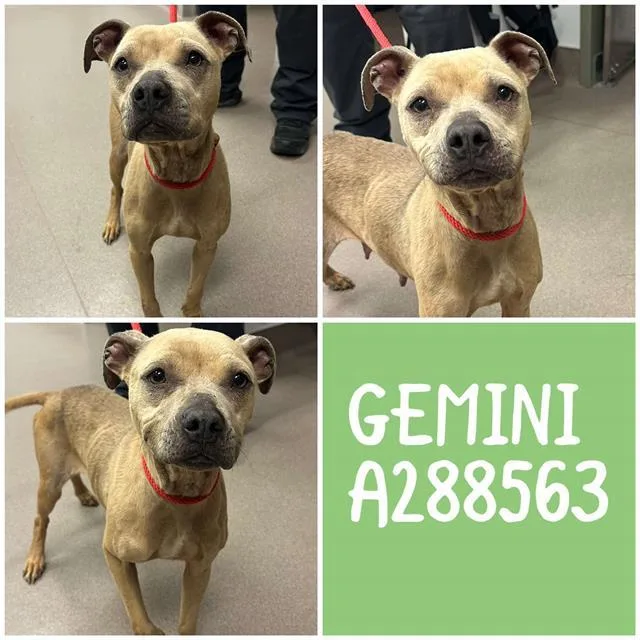 An adult medium-sized female Mixed Breed dog named Gemini for adoption in Macon, GA