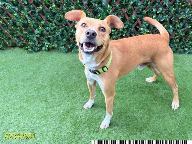A young small-sized male Mixed Breed dog named Alfie for adoption in West Palm Beach, FL