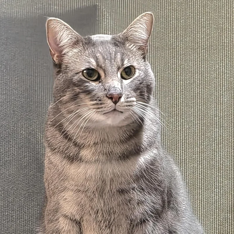An adult large-sized male Gray / Blue / Silver Domestic Short Hair cat named Germane for adoption in Incline Village, NV