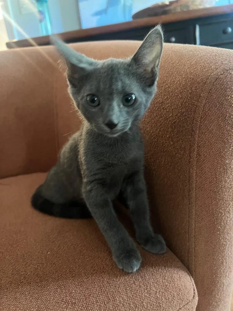 A baby medium-sized male Domestic Short Hair cat named Huey for adoption in Evans, GA