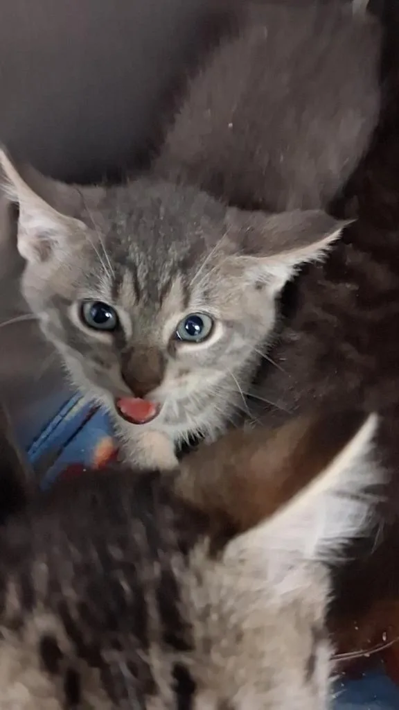 A baby small-sized male Domestic Short Hair cat named Froodle for adoption in Burnsville, NC