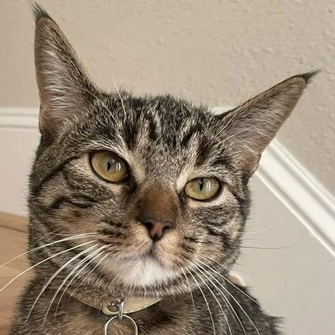 Cleo Iii thumbnail 2