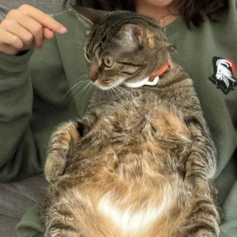 Cleo Iii thumbnail 3