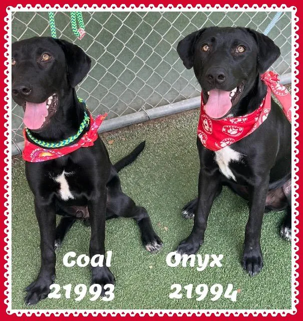 A baby medium-sized male Black Labrador Retriever dog named ONYX see also COAL for adoption in Marietta, GA