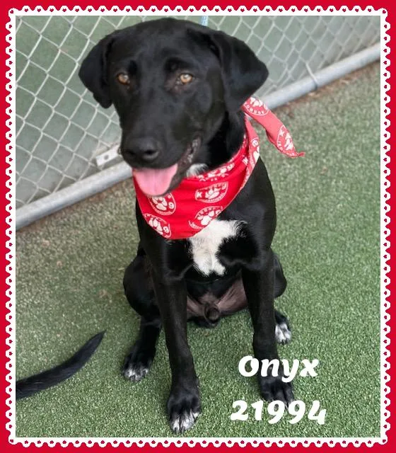 ONYX see also COAL thumbnail 2