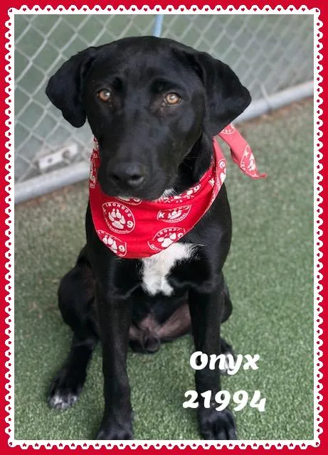 ONYX see also COAL thumbnail 5