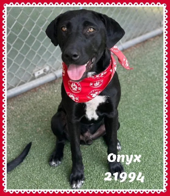 ONYX see also COAL thumbnail 6