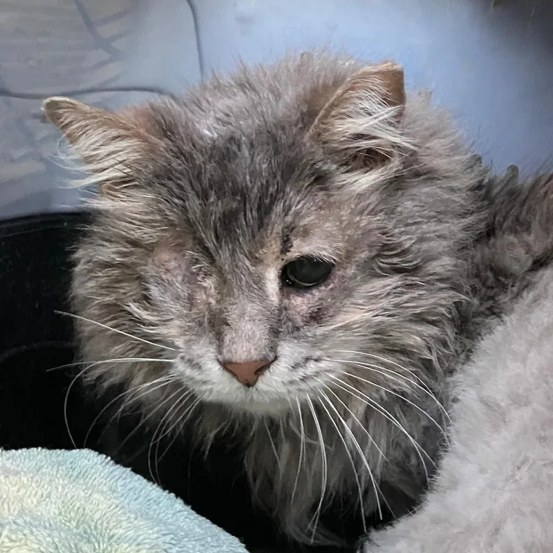 A senior small-sized female Gray / Blue / Silver Domestic Long Hair cat named Pepperpot Wallace for adoption in Merrifield, VA