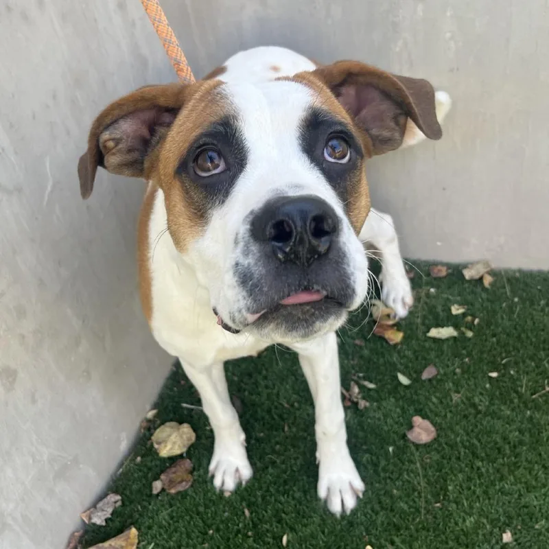 An adult medium-sized male White / Cream Boxer dog named Sully for adoption in Fredericksburg, TX