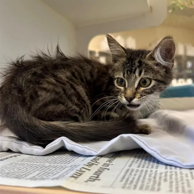 A baby small-sized male Domestic Short Hair cat named Joey for adoption in Riverside, CA