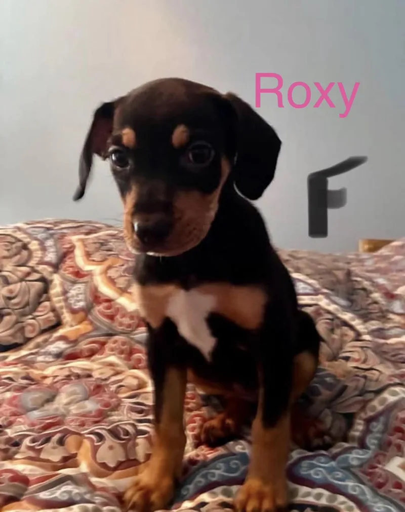 Roxy