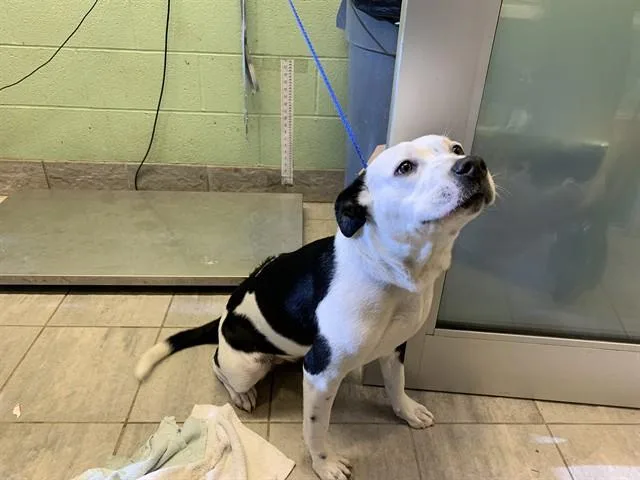 A young large-sized female American Staffordshire Terrier dog named Lena for adoption in Grand Prairie, TX