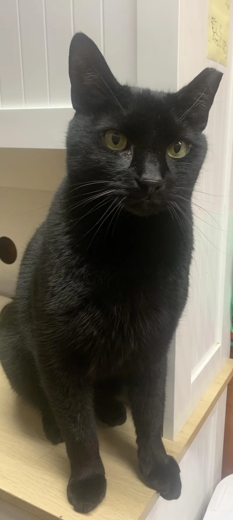 An adult medium-sized female Black Domestic Short Hair cat named Cleo for adoption in Port Jefferson Station, NY