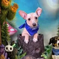 A baby small-sized male White / Cream Chiweenie dog named Casper for adoption in Winchester, KY