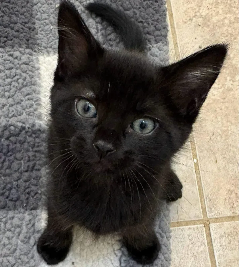 A baby small-sized male Domestic Short Hair cat named Espresso for adoption in Grand Bay, AL