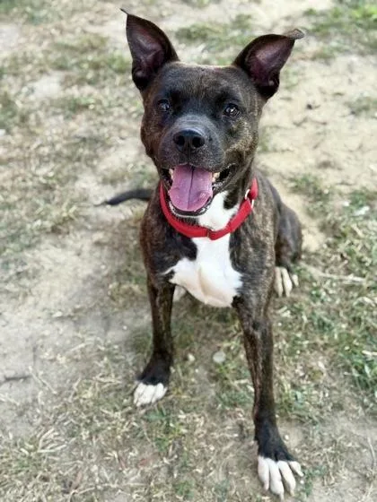 An adult large-sized male Mixed Breed dog named Bruno for adoption in West Chester, PA