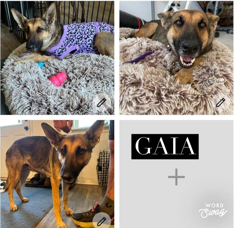Gaia