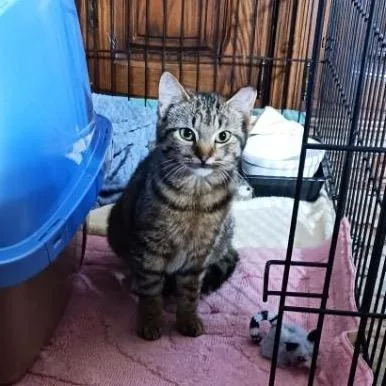 A young small-sized female Brown / Chocolate Domestic Short Hair cat named Precious for adoption in Mount Laurel, NJ