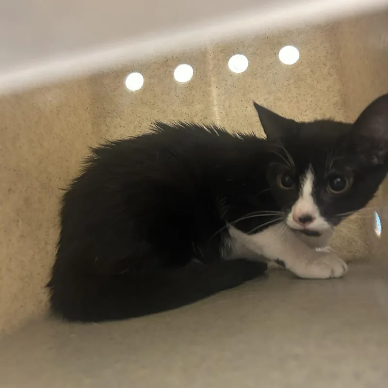 A young medium-sized female Black Domestic Short Hair cat named Ravenna for adoption in Philadelphia, PA