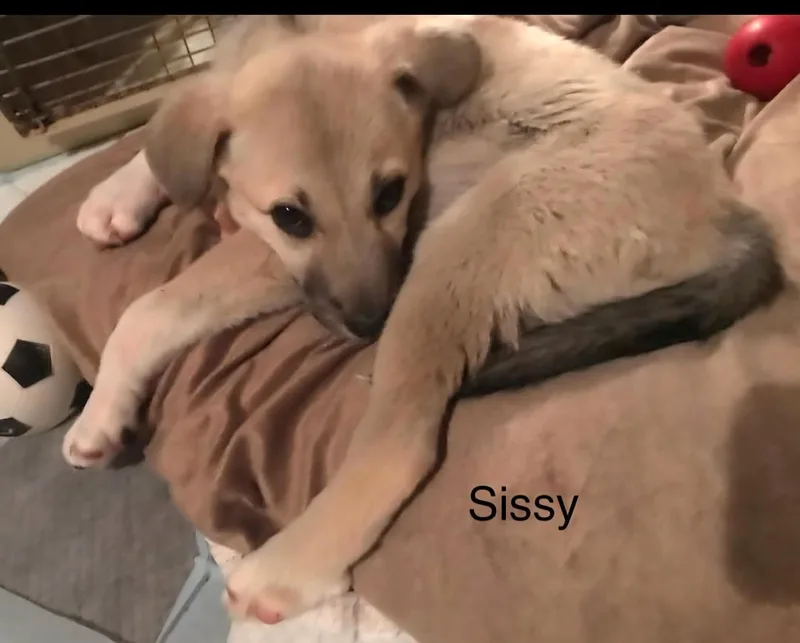 A baby medium-sized female Yellow / Tan / Blond / Fawn Great Pyrenees dog named Sissy for adoption in Clinton, MO