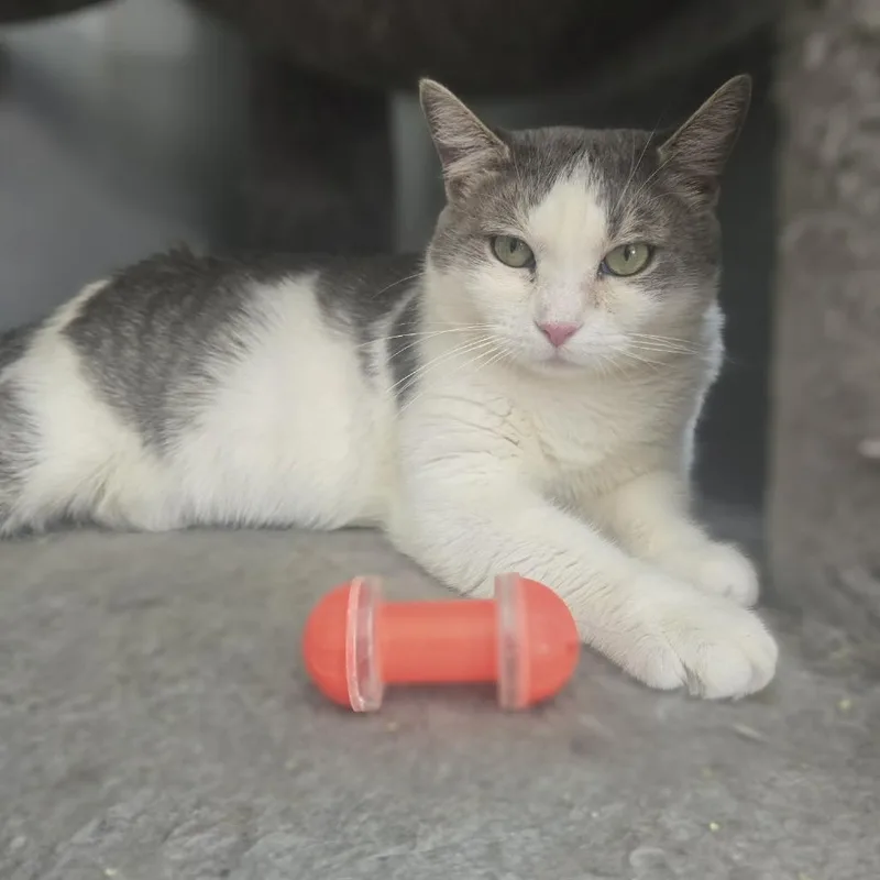 A young medium-sized female Domestic Short Hair cat named Mona Lisa for adoption in Jarrettsville, MD