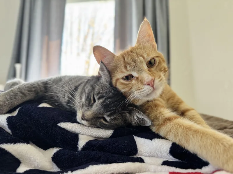 A young medium-sized male Domestic Short Hair cat named Pinto & Cheese for adoption in Milwaukee, WI