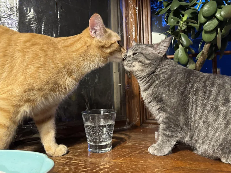 Pinto & Cheese thumbnail 2