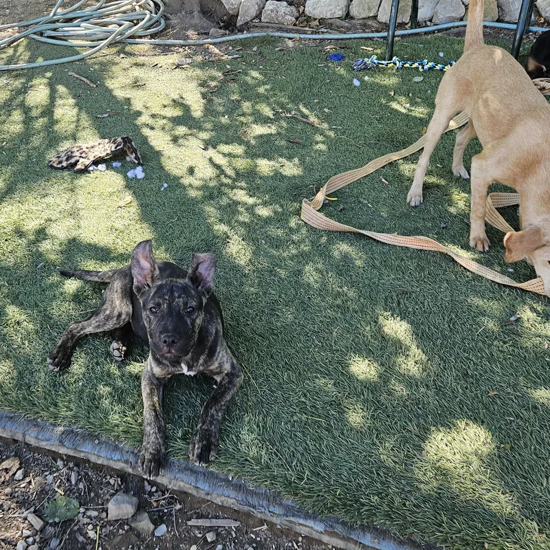 A baby large-sized male Brindle Shepherd dog named Rambo Ready for adoption in Andover, MA
