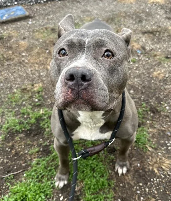 An adult large-sized female Pit Bull Terrier dog named Blue Bell for adoption in Indianapolis, IN