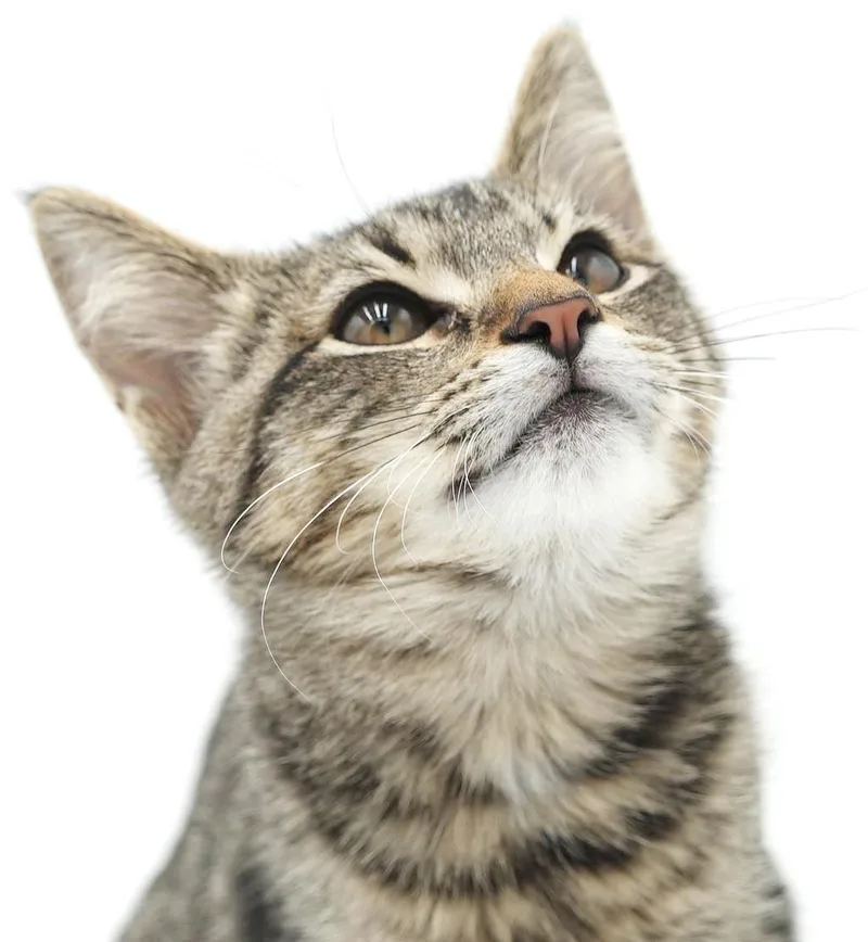 A baby small-sized male Tabby (Brown / Chocolate) Tabby cat named Colin He is for adoption in Bedford Hills, NY
